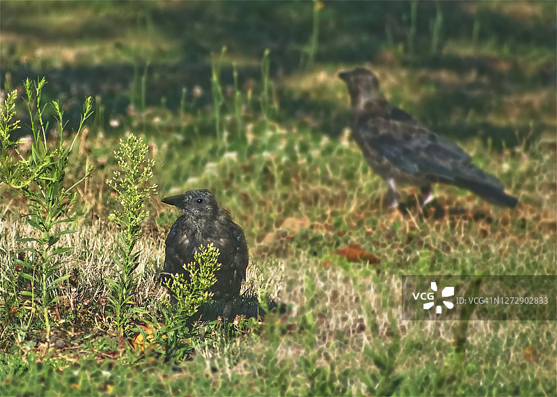 幼小的乌鸦图片素材