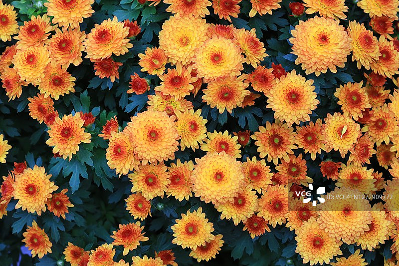 盛开的菊花图片素材