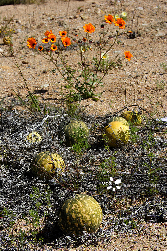 南非野花图片素材