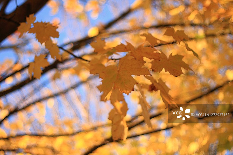 秋季高大悬铃木上的金色光线和树叶图片素材