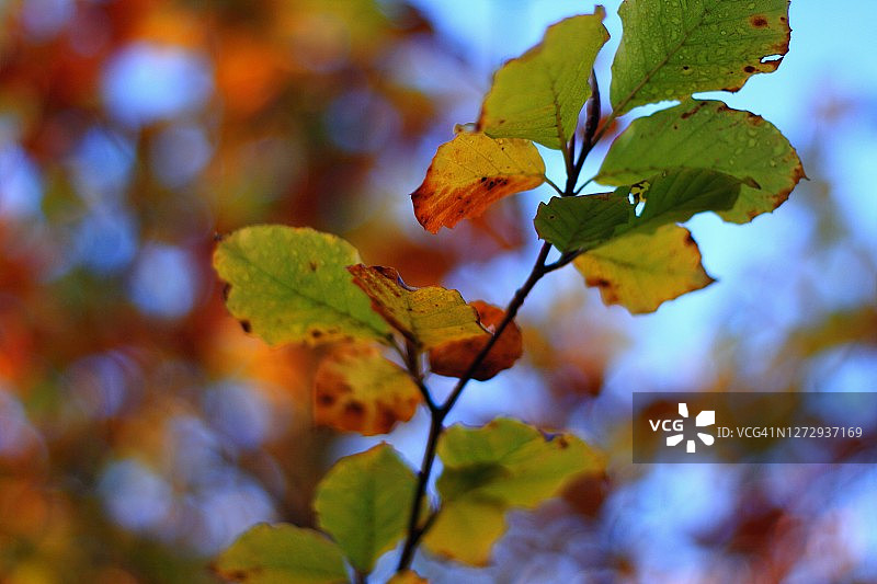 山毛榉树枝特写，秋色背景图片素材