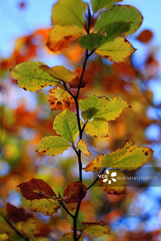 山毛榉树枝特写，秋色背景图片素材