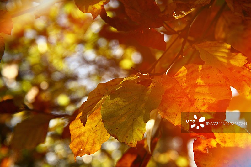 森林中色彩鲜艳的秋叶，迷人散景背景图片素材