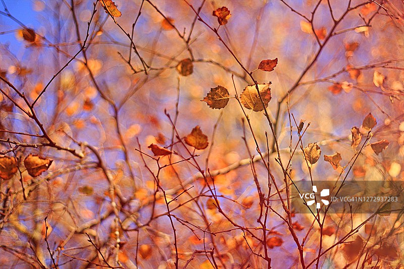 明亮秋日里色彩柔和温暖的桦树林特写图片素材