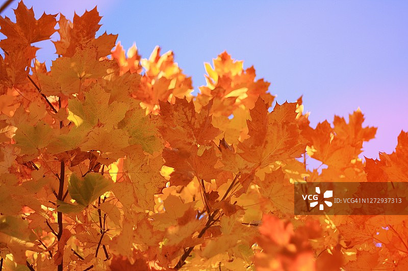 美丽的秋季树叶和蓝色天空背景图片素材