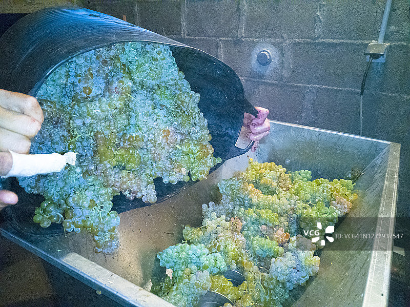 阿尔巴利诺葡萄破碎机图片素材