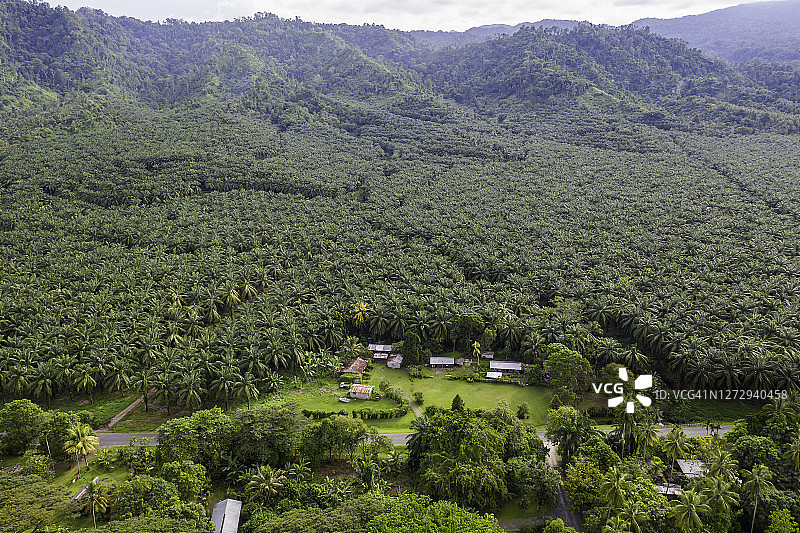 巴布亚新几内亚金贝湾沿海棕榈油种植园的航拍图片素材
