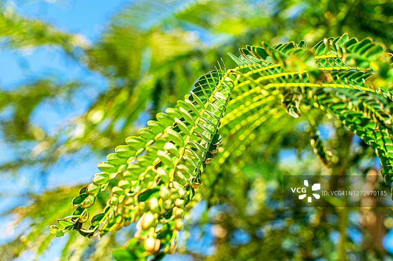 热带地区盛开的黄花楹图片素材
