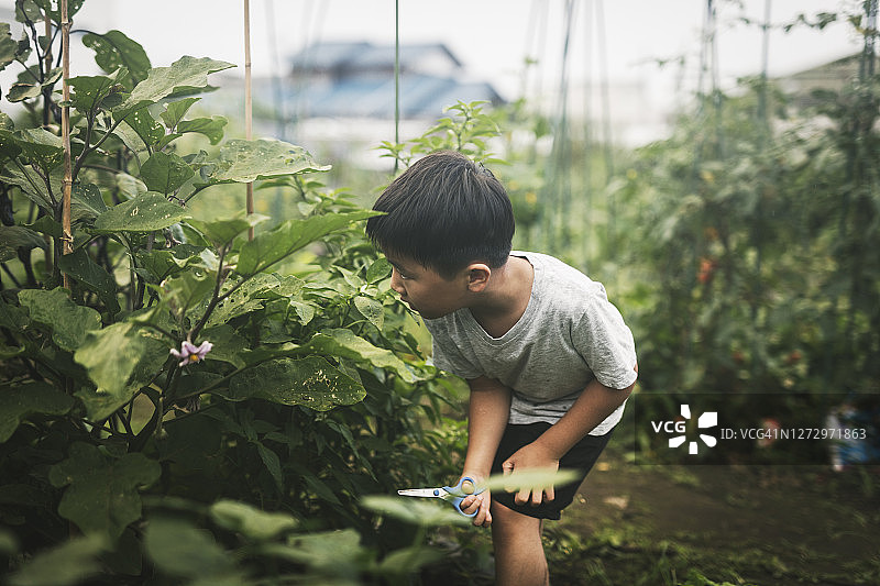 男孩在花园里采摘蔬菜图片素材
