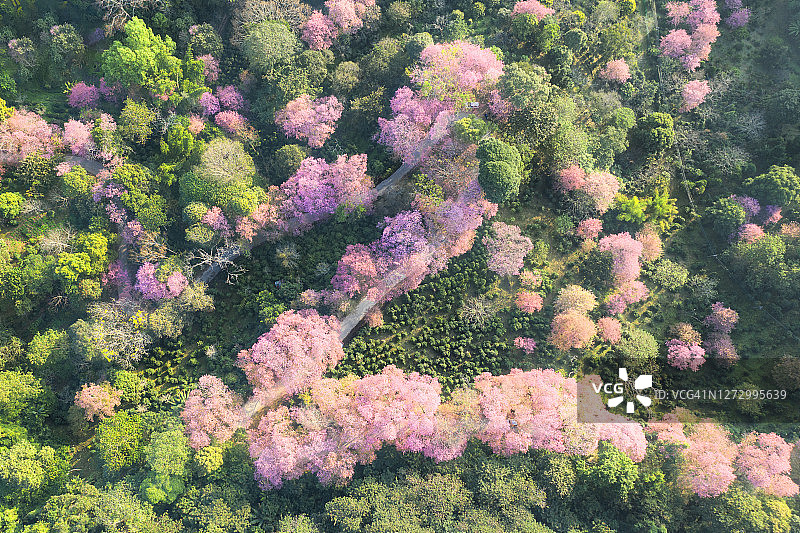 无人机拍摄的美丽樱花航拍图图片素材