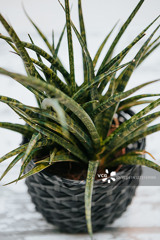 室内盆栽棒叶虎尾兰图片素材