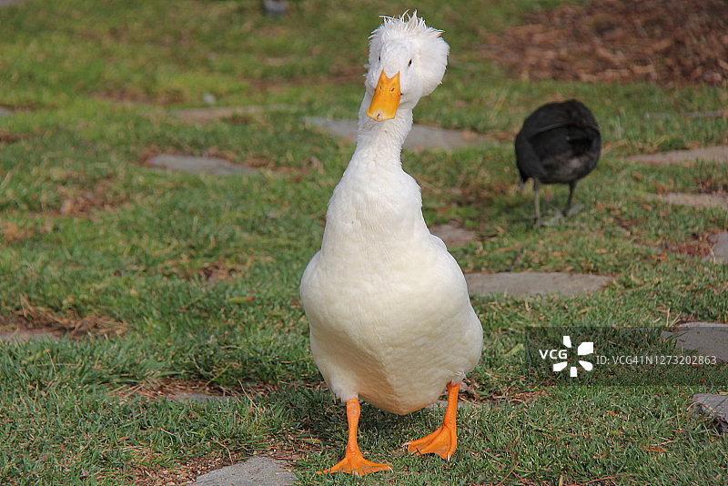 凤头北京鸭图片素材