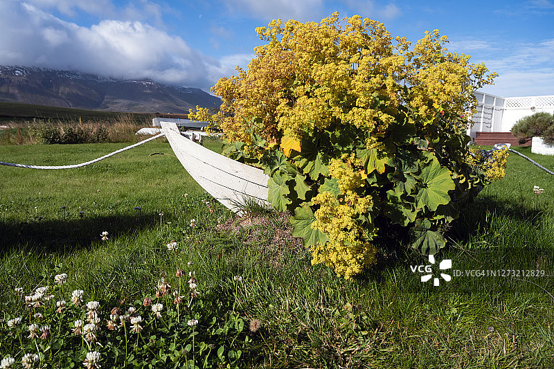 冰岛豪加内斯的植物图片素材