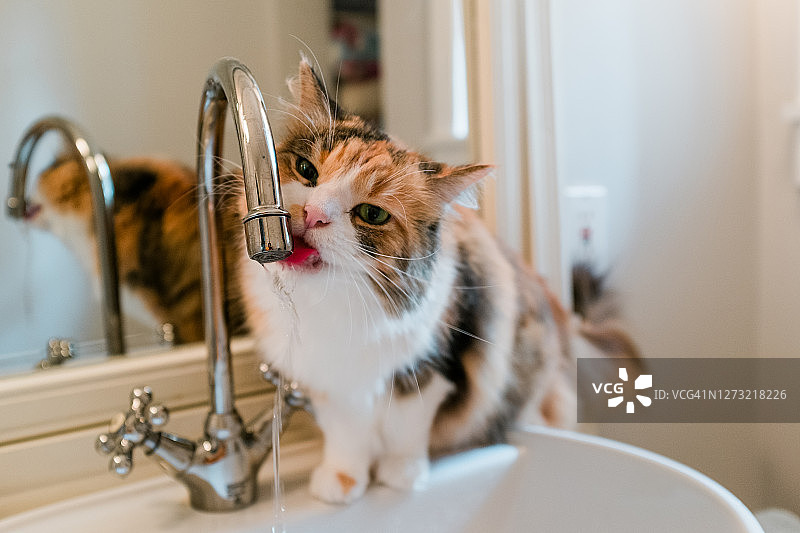 猫喝浴室水龙头里的水特写图片素材