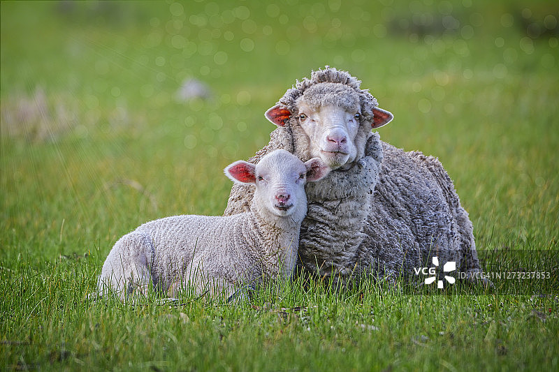 小羊依偎着它的母亲图片素材
