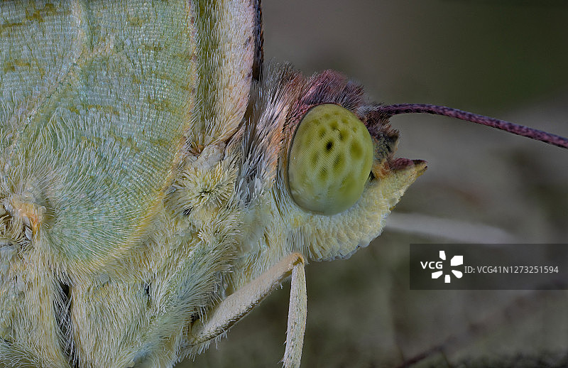 普通的移民蝴蝶和蛹的微距照片图片素材