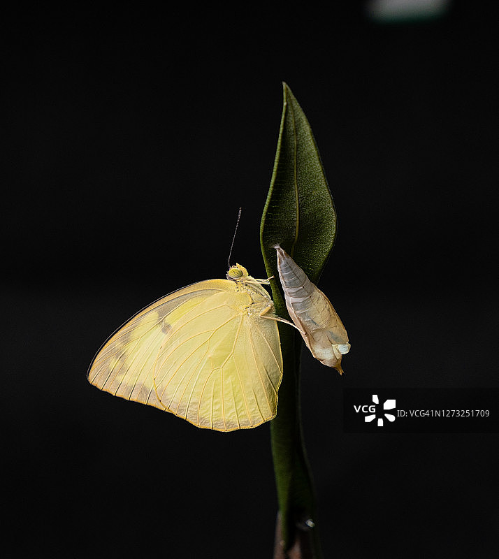 普通的移民蝴蝶和蛹的微距照片图片素材