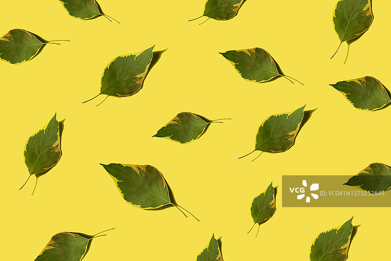 枯叶图案，顶视图图片素材