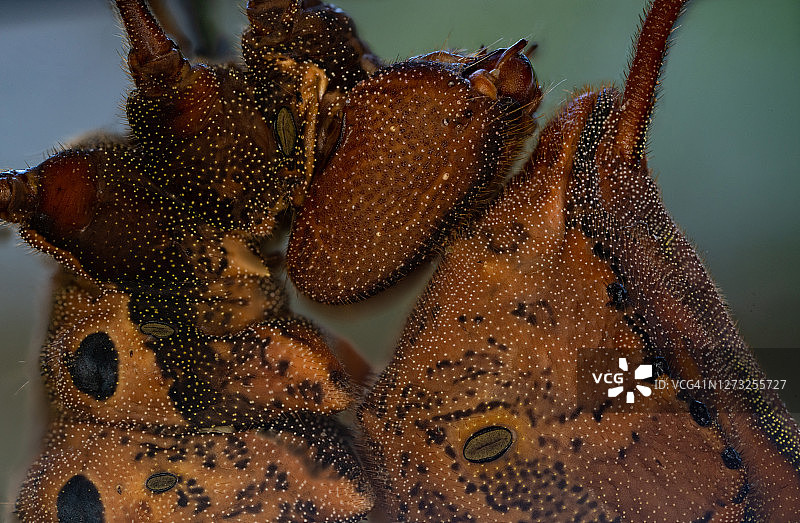 龙虾蛾及其毛毛虫图片素材