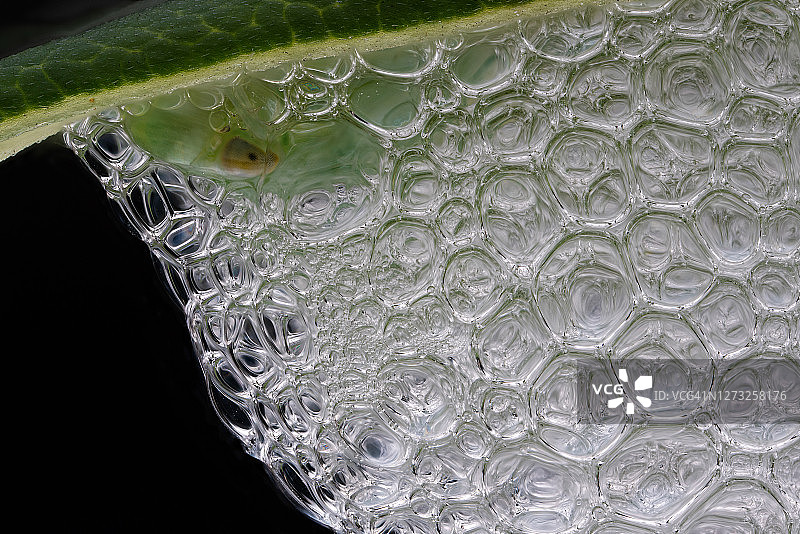 沫蝉的泡沫巢穴图片素材