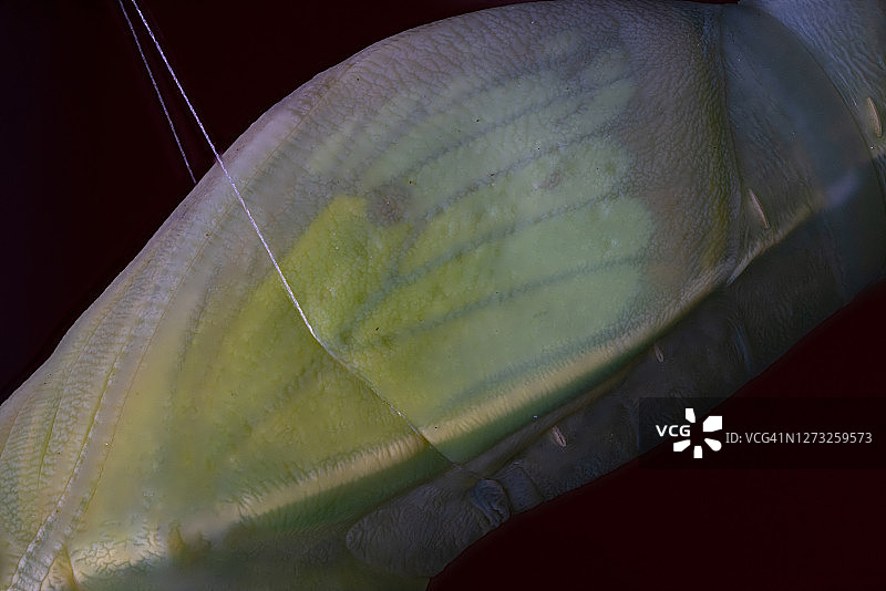 普通的移民蝴蝶和蛹的微距照片图片素材