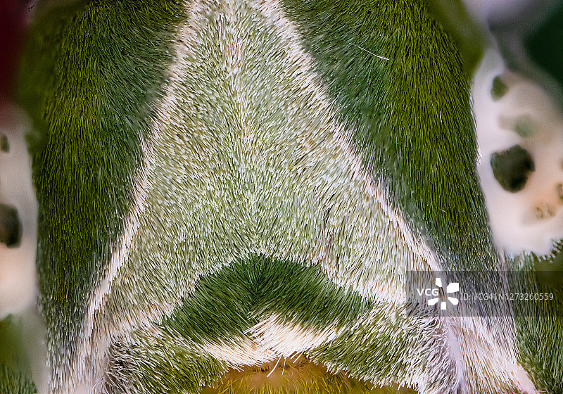 夹竹桃天蛾身体部位图片素材