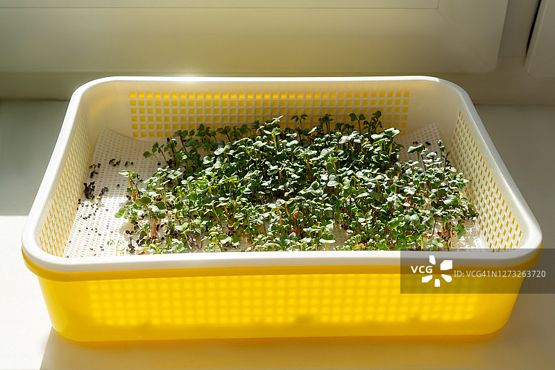 黄色盆中的新鲜微型蔬菜图片素材
