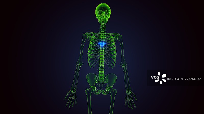 人体骨骼胸椎骨骼解剖结构3D渲染图片素材