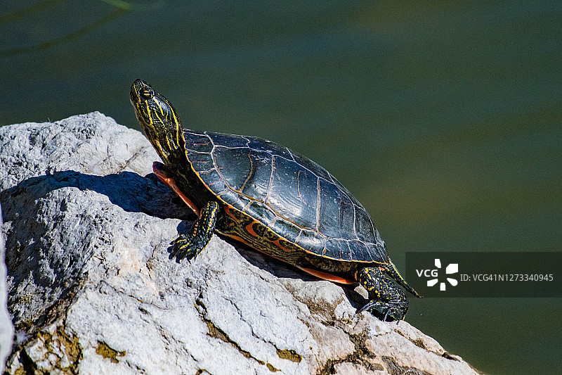 彩龟在岩石上晒太阳图片素材