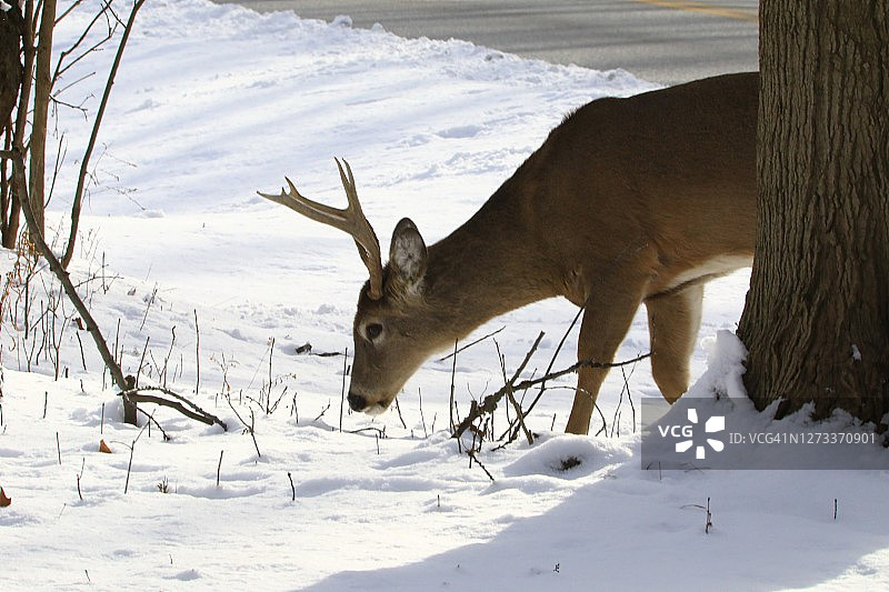 白尾鹿图片素材