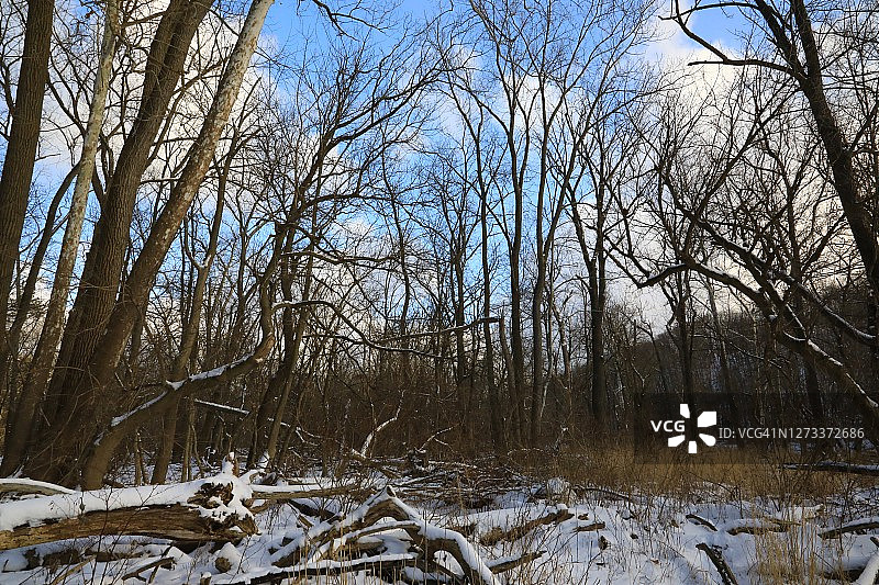 裸树与白雪覆盖的景观图片素材