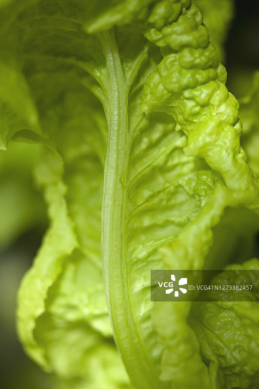 后花园里的绿叶生菜特写图片素材
