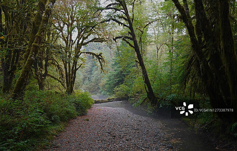 奎纳尔特雨林九月溪流图片素材