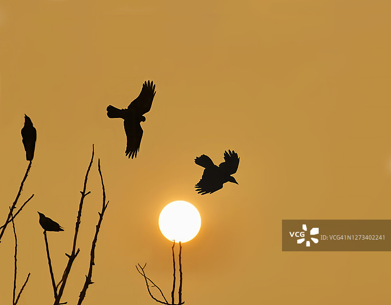乌鸦飞过夕阳图片素材