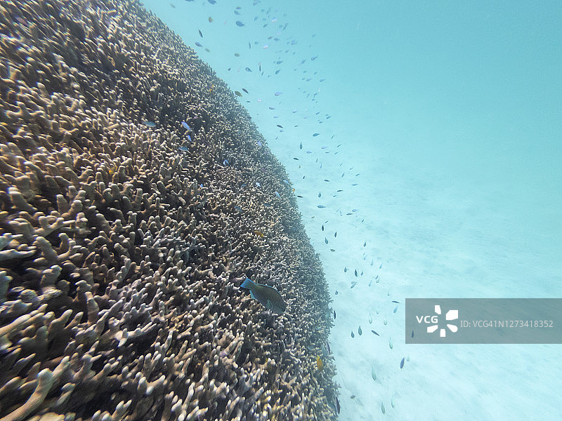 大堡礁水域下不同珊瑚和结构的变化与鱼类图片素材