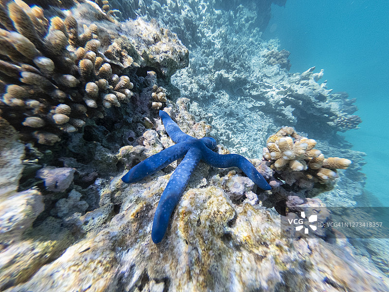 大堡礁水域中不同珊瑚和结构的变化，带蓝色海星图片素材