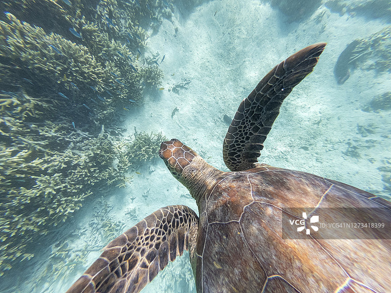 在大堡礁昆士兰水域中优雅游泳的绿海龟图片素材