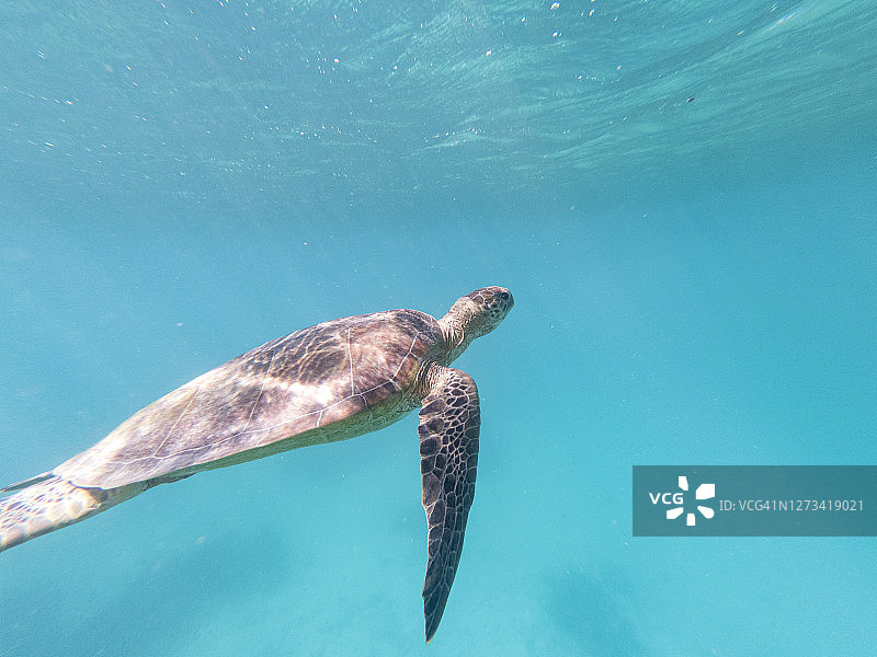 在大堡礁昆士兰水域中优雅游泳的绿海龟图片素材