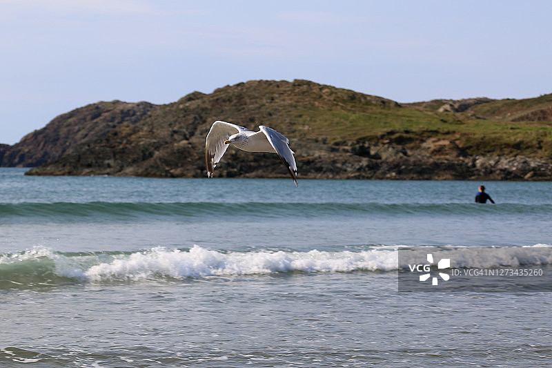 飞行中的海鸥图片素材