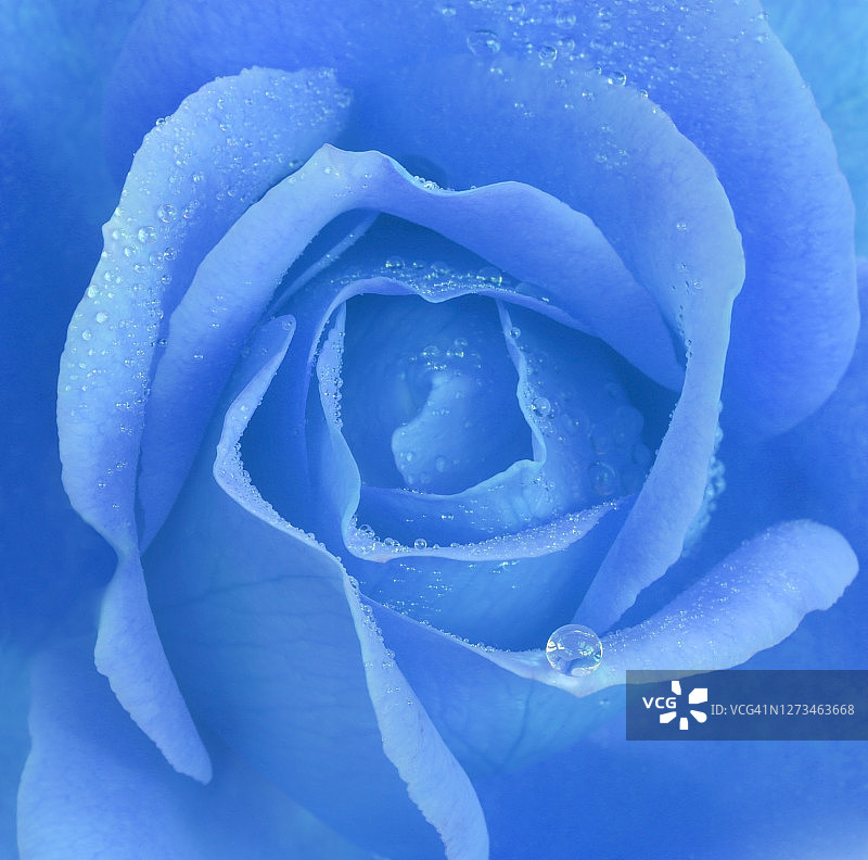 带有水滴的蓝色玫瑰，数码处理图片素材