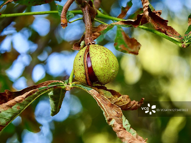 秋天的七叶树果实图片素材