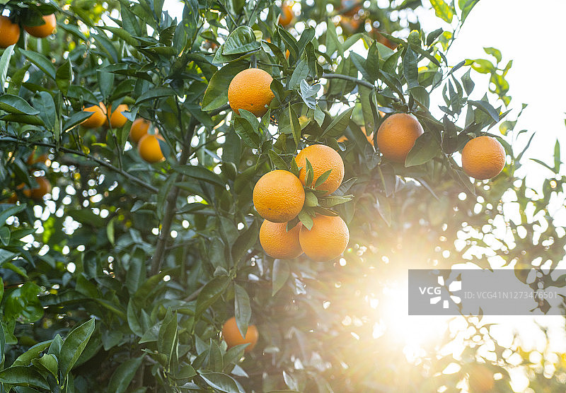 果园里树上生长的橙子图片素材