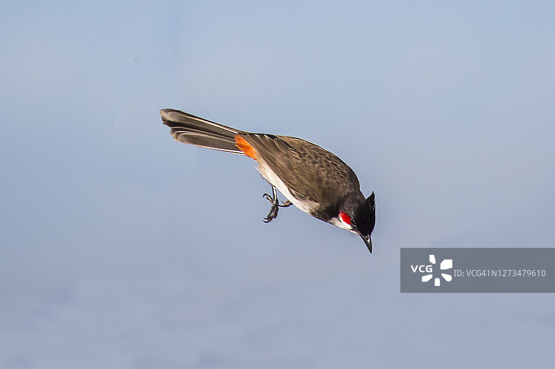 红耳鹎图片素材