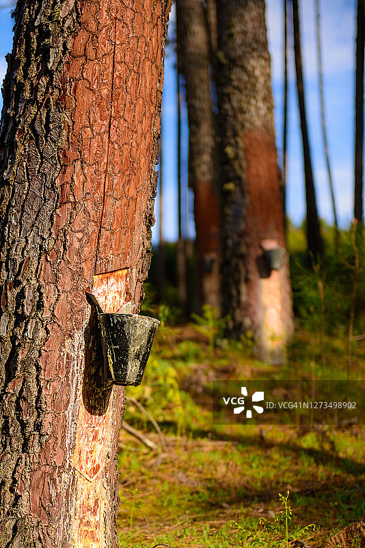 松树林中提取天然树脂图片素材