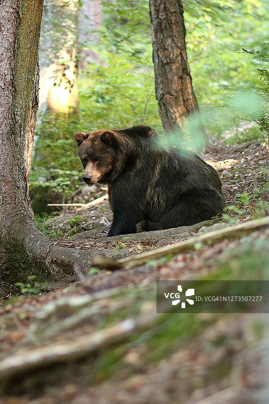 布伦塔多洛米蒂山脉的动物群图片素材