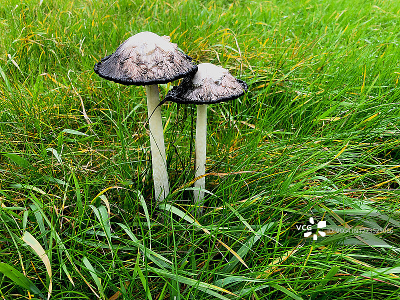 鬼笔菇特写图片素材