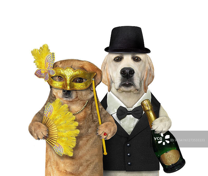 玩耍中的一对狗图片素材