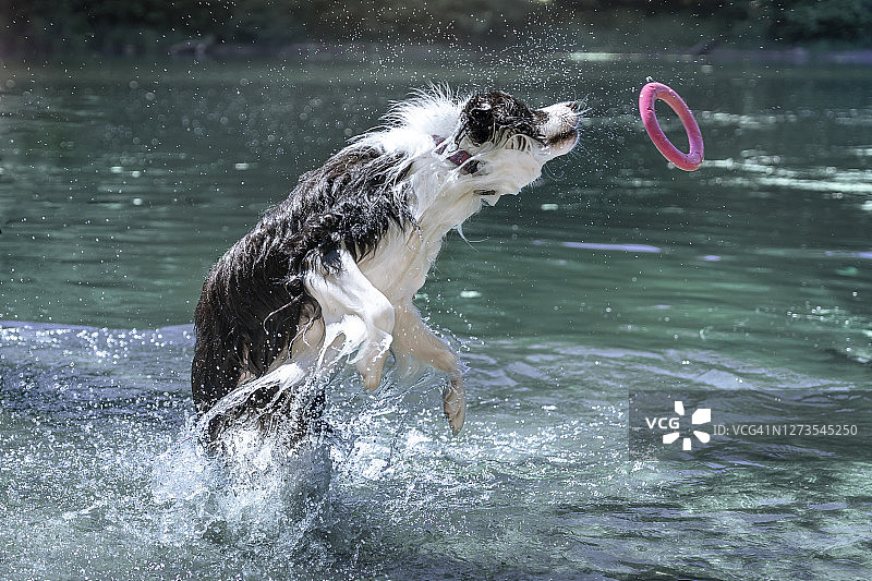 边境牧羊犬在水中嬉戏图片素材