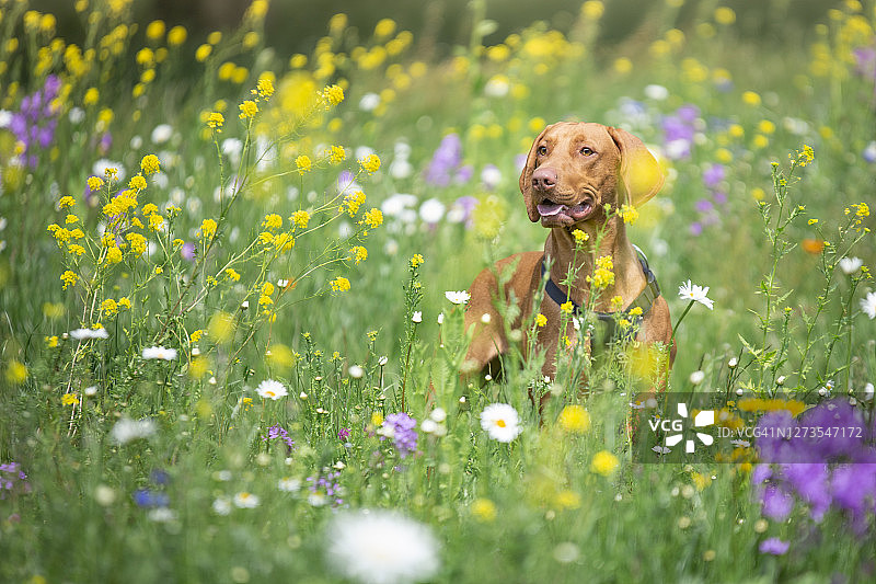 草地上的魏玛猎犬图片素材