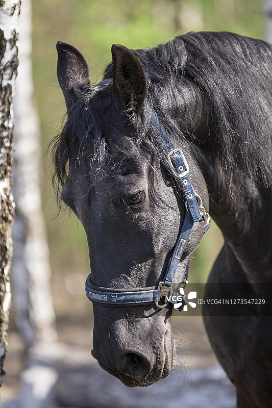 弗里斯兰马肖像图片素材
